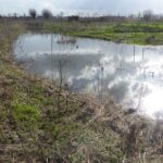 maart 2020 volle poel