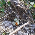 maart-overvallen-nest-van-wilde-eend