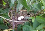 nest van houtduif
