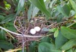 nest van houtduif