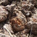 vivianiet, 2020-08-28 ijzer in klei